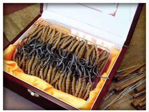 碧江冬虫夏草回收